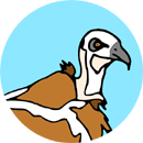 Pták - sup bělohlavý