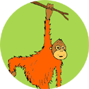 Opice Orangutan