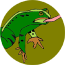 Žába skáče - Skokan zelený
