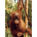 Mládě Orangutan 