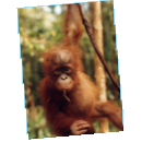 Mládě Orangutan 
