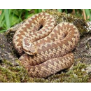 Had - Zmije obecná - Vipera berus
