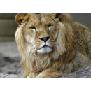 ZOO a Dinoparky v ČR