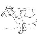 Kráva