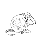 Myška