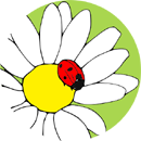 Beruška na kopretině - Slunéčko sedmitečné