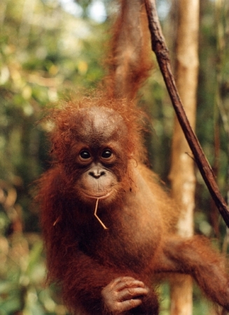 Mládě Orangutan 