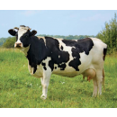 Kráva