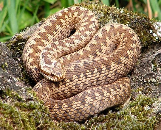 Had - Zmije obecná - Vipera berus